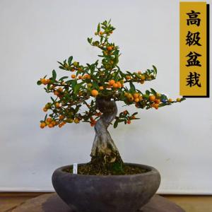 盆栽 金豆 樹高 約50cm きんず 高級盆栽 Fortunella hindsii キンズ マメキンカン ミカン科 キンカン属 常緑樹 観賞用 現品