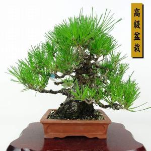 盆栽 松 黒松 樹高 約24cm くろまつ 高級盆栽 Pinus thunbergii クロマツ マツ科 常緑針葉樹 鑑賞用 観賞用 現品