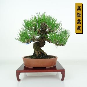 盆栽 松 黒松 樹高 約20cm くろまつ 高級盆栽 Pinus thunbergii クロマツ マツ科 常緑針葉樹 鑑賞用 観賞用 小品 現品