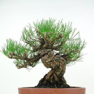 盆栽 松 黒松 樹高 約20cm くろまつ 高...の詳細画像2