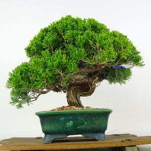 盆栽 真柏 樹高 約23.5cm しんぱく Juniperus chinensis シンパク ジン シャリ ヒノキ科 常緑樹 鑑賞 観賞用 現品