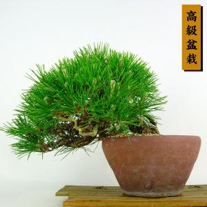 盆栽 松 黒松 樹高 上下 約25cm くろまつ 高級盆栽 Pinus thunbergii クロマツ マツ科 常緑針葉樹 鑑賞 観賞用 現品