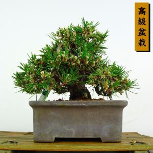 盆栽 松 黒松 千寿丸 樹高 約16cm くろまつ Pinus thunbergii クロマツ マツ科 常緑針葉樹 鑑賞 観賞用 小品 現品