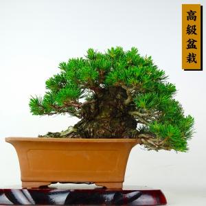 盆栽 松 五葉松 九重 樹高 上下 約22.5cm ごようまつ 高級盆栽 Pinus parviflora ゴヨウマツ マツ科 常緑針葉樹 鑑賞 観賞用 現品