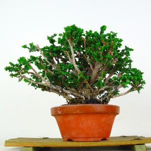 盆栽 桧 石化桧 樹高 約20cm せっかひのき Chamaecyparis obtusa セッカヒノキ ヒノキ科 常緑樹 鑑賞 観賞用 小品 現品
