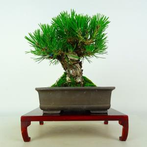 盆栽 松 黒松 樹高 約16cm くろまつ Pinus thunbergii クロマツ マツ科 常緑針葉樹 鑑賞 観賞用 小品 現品