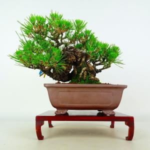 盆栽 松 黒松 樹高 約20cm くろまつ Pinus thunbergii クロマツ マツ科 常緑針葉樹 鑑賞 観賞用 小品 現品