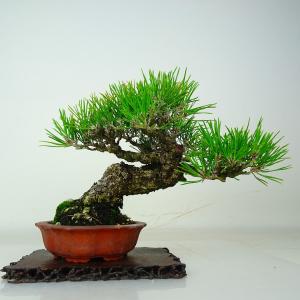 盆栽 松 黒松 樹高 約19cm くろまつ Pinus thunbergii クロマツ マツ科 常緑針葉樹 鑑賞 観賞用 小品 現品