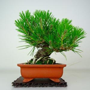 盆栽 松 黒松 樹高 約18cm くろまつ Pinus thunbergii クロマツ マツ科 常緑針葉樹 鑑賞 観賞用 小品 現品