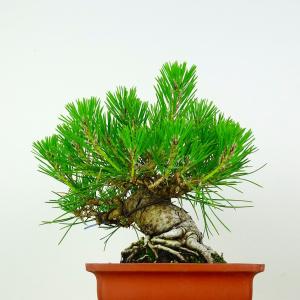 盆栽 松 黒松 樹高 約18cm くろまつ P...の詳細画像2