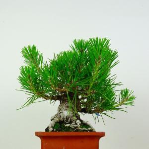 盆栽 松 黒松 樹高 約18cm くろまつ P...の詳細画像3
