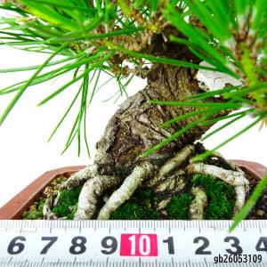 盆栽 松 黒松 樹高 約18cm くろまつ P...の詳細画像4