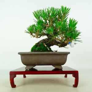 盆栽 松 黒松 樹高 約17cm くろまつ Pinus thunbergii クロマツ マツ科 常緑針葉樹 鑑賞 観賞用 小品 現品