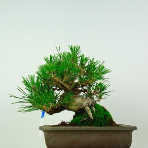 盆栽 松 黒松 樹高 約17cm くろまつ P...の詳細画像2