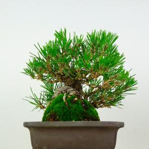 盆栽 松 黒松 樹高 約17cm くろまつ P...の詳細画像3