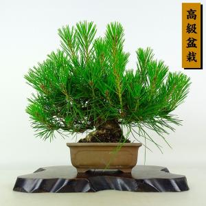 盆栽 松 黒松 樹高 約28cm くろまつ 高級盆栽 Pinus thunbergii クロマツ マツ科 常緑針葉樹 鑑賞 観賞用 現品