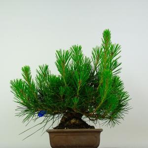 盆栽 松 黒松 樹高 約28cm くろまつ 高...の詳細画像2