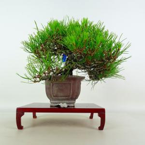 盆栽 松 黒松 樹高 約21cm くろまつ Pinus thunbergii クロマツ マツ科 常緑針葉樹 鑑賞 観賞用 現品