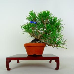 盆栽 松 黒松 樹高 約20cm くろまつ Pi...の商品画像