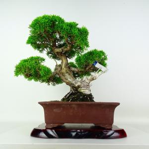 盆栽 真柏 樹高 約30cm しんぱく Juniperus chinensis ジン シャリ シンパク ヒノキ科 常緑樹 鑑賞 観賞用 現品