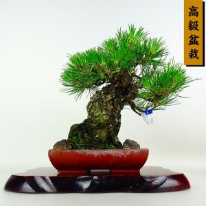 盆栽 松 黒松 樹高 約24cm くろまつ 高級...の商品画像
