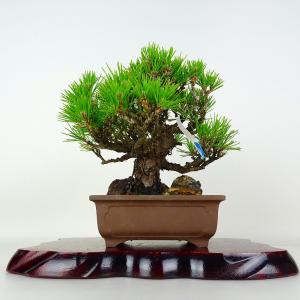 盆栽 松 黒松 樹高 約17cm くろまつ Pinus thunbergii クロマツ マツ科 常緑針葉樹 鑑賞 観賞用 小品 現品