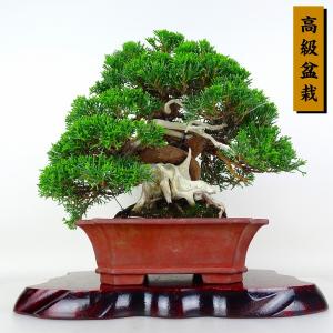 盆栽 真柏 樹高 約22cm しんぱく 高級盆栽 Juniperus chinensis シンパク ジン シャリ ヒノキ科 常緑樹 鑑賞 観賞用 現品