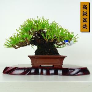 盆栽 松 黒松 樹高 約16cm くろまつ 高級盆栽 Pinus thunbergii クロマツ マツ科 常緑針葉樹 鑑賞 観賞用 小品 現品