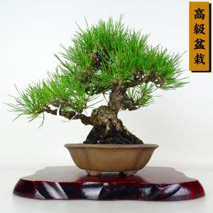 盆栽 松 黒松 樹高 約24cm くろまつ 高級盆栽 Pinus thunbergii クロマツ マツ科 常緑針葉樹 鑑賞 観賞用 現品