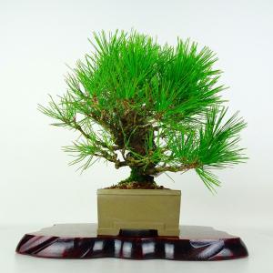 盆栽 松 赤松 樹高 約23cm あかまつ Pinus densiflora アカマツ red pine マツ科 常緑樹 鑑賞 観賞用 現品