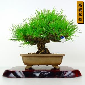 盆栽 松 黒松 樹高 約21cm くろまつ 高級盆栽 Pinus thunbergii クロマツ マツ科 常緑針葉樹 鑑賞 観賞用 現品