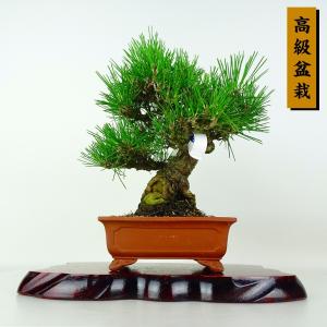 盆栽 松 黒松 樹高 約24cm くろまつ 高級盆栽 Pinus thunbergii クロマツ マツ科 常緑針葉樹 鑑賞 観賞用 現品