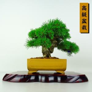 盆栽 松 五葉松 樹高 約18cm ごようまつ 高級盆栽 Pinus parviflora ゴヨウマツ マツ科 常緑針葉樹 鑑賞 観賞用 小品 現品