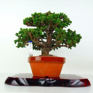 盆栽 桧 石化桧 樹高 約23cm せっかひのき Chamaecyparis obtusa セッカヒノキ ヒノキ科 常緑樹 鑑賞 観賞用 現品