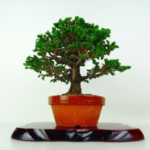 盆栽 桧 石化桧 樹高 約21cm せっかひのき Chamaecyparis obtusa セッカヒノキ ヒノキ科 常緑樹 鑑賞 観賞用 現品