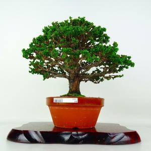 盆栽 桧 石化桧 樹高 約24cm せっかひのき Chamaecyparis obtusa セッカヒノキ ヒノキ科 常緑樹 鑑賞 観賞用 現品