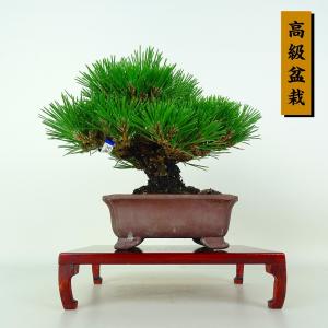 盆栽 松 黒松 樹高 約26cm くろまつ 高級盆栽 Pinus thunbergii クロマツ マツ科 常緑針葉樹 鑑賞 観賞用 現品