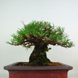 盆栽 松 黒松 樹高 約22cm くろまつ 高...の詳細画像2