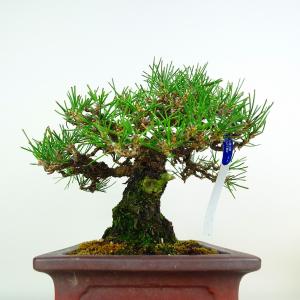盆栽 松 黒松 樹高 約22cm くろまつ 高...の詳細画像3