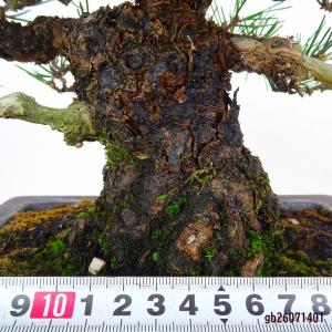 盆栽 松 黒松 樹高 約22cm くろまつ 高...の詳細画像4