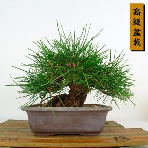 盆栽 松 黒松 樹高 約18cm くろまつ 高級盆栽 Pinus thunbergii クロマツ マツ科 常緑針葉樹 鑑賞 観賞用 小品 現品