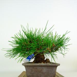 盆栽 松 黒松 樹高 約18cm くろまつ 高...の詳細画像1
