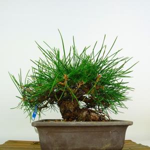 盆栽 松 黒松 樹高 約18cm くろまつ 高...の詳細画像2
