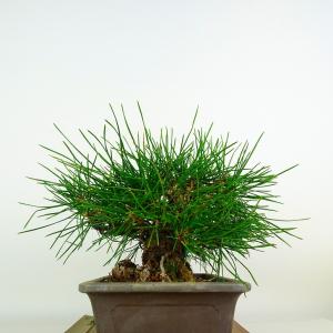 盆栽 松 黒松 樹高 約18cm くろまつ 高...の詳細画像3