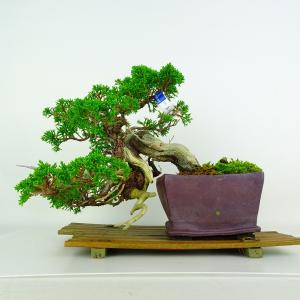 盆栽 真柏 樹高 上下 約25cm しんぱく Juniperus chinensis ジン シャリ シンパク ヒノキ科 常緑樹 鑑賞 観賞用 現品