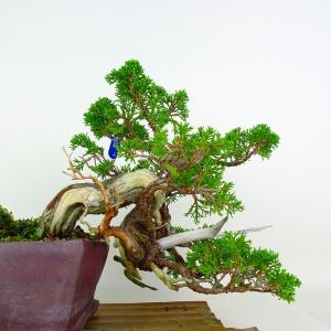 盆栽 真柏 樹高 上下 約25cm しんぱく ...の詳細画像2