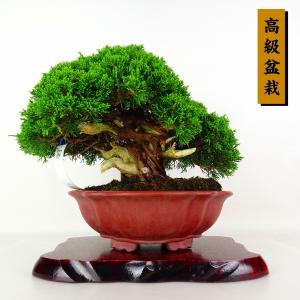 盆栽 真柏 樹高 約24cm しんぱく 高級盆栽 Juniperus chinensis シンパク ジン シャリ ヒノキ科 常緑樹 鑑賞 観賞用 現品