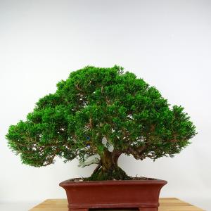盆栽 真柏 樹高 約33cm しんぱく 高級盆...の詳細画像2