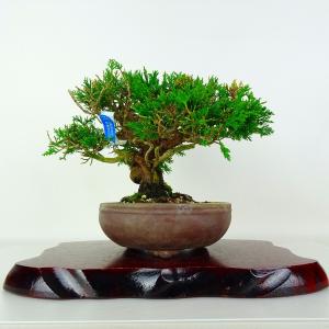 盆栽 真柏 樹高 約20cm しんぱく Juniperus chinensis ジン シャリ シンパク ヒノキ科 常緑樹 鑑賞 観賞用 小品 現品