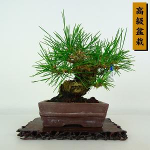 盆栽 松 黒松 樹高 約16cm くろまつ 高級盆栽 Pinus thunbergii クロマツ マツ科 常緑針葉樹 鑑賞 観賞用 小品 現品